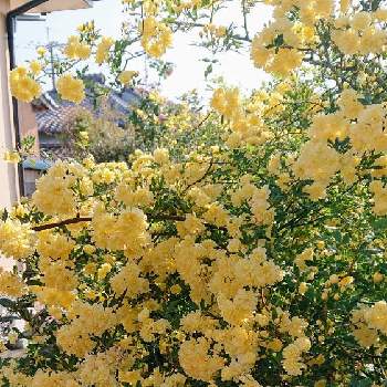 香りのする花の投稿画像一覧 Greensnap グリーンスナップ