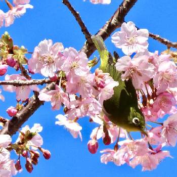 鳥のいる風景の画像 by 花と虫と風と空とさん | 河津桜と鳥のいる風景と花と小鳥と多様性を愛する会