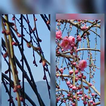 賀名生梅林(あのう梅林)の画像 by hiroさん | 賀名生梅林(あのう梅林)と 梅の花とピンクの花が好きと医療関係者に感謝とJuneの会と枝垂れ梅♡と春を待つとコロナに負けるな‼️