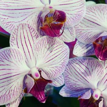 高貴な感じの投稿画像一覧 Greensnap グリーンスナップ 高貴な感じの投稿画像一覧 Greensnap グリーンスナップ