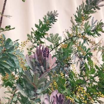 ミモザアカシア  プルプレアの画像 by takakoさん | 小さな庭と ミモザと アカシアとミモザアカシア  プルプレアと#お庭と暮らすと花のある暮らし