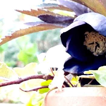 黒いお花の画像 by samoanママさん | 小さな庭とクリスマスローズ黒鈴 雅と最愛の友へ届けとはなのある暮らしと可愛らしいお花♡と꒰ღ˘◡˘ற꒱かわゅ~とGS皆様ありがとうとうっとりと黒いお花