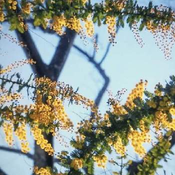 ミモザの花の画像 by POLOさん | お出かけ先とミモザの花