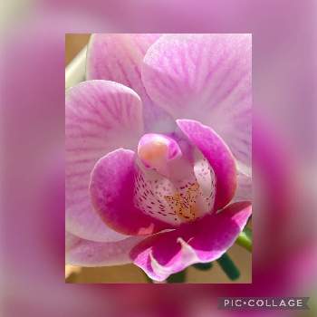 マイクロ胡蝶蘭の画像 by myu〜さん | 部屋とマイクロ胡蝶蘭とピンク❤︎ピンクとおうち園芸と毎日ピンクの日と胡蝶蘭。