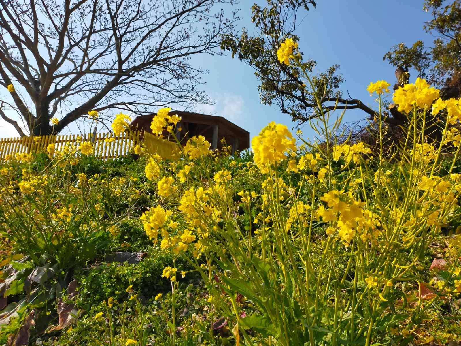2022年2月 犬寄峠の黄色い丘に咲く菜の花｜🍀GreenSnap（グリーン ...