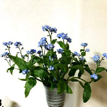 Forget Me Notの投稿画像一覧 Greensnap グリーンスナップ Forget Me Notの投稿画像一覧 Greensnap グリーンスナップ