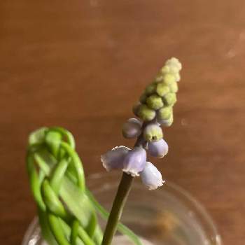 ムスカリの水耕栽培の投稿画像一覧 Greensnap グリーンスナップ ムスカリの水耕栽培の投稿画像一覧 Greensnap グリーンスナップ