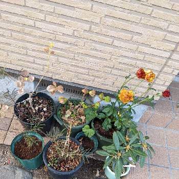 アカシア デアネイの投稿画像一覧 Greensnap グリーンスナップ