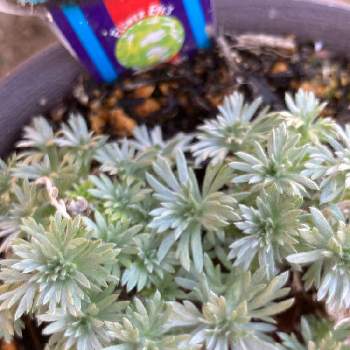 朝霧草の投稿画像一覧 Greensnap グリーンスナップ