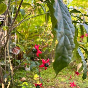 クラリンドウの画像 by ぷちさん | 小さな庭とクラリンドウと手作りの庭と癒しと沖縄とおうち園芸と季節毎の楽しみと自然の癒しと花のある暮らしとGS植物うちなーぐち会