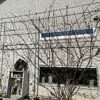 パートナー薔薇の投稿画像一覧 Greensnap グリーンスナップ