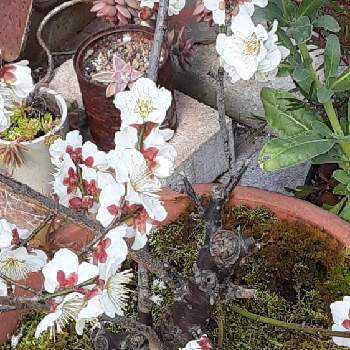 梅の盆栽の画像 by hiroさん | 玄関と梅の盆栽と 梅の花と植物のある暮らしとさいた✨と癒しと花のある暮らしと草花大好き