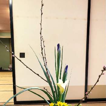 ゴッドの画像 by ミカンとニャン子さん | 階段/廊下と桃の花とヤツデとカラーとゴッドとアイリスと小菊と生け花