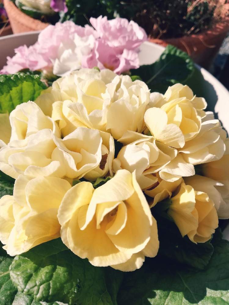 玄関の投稿画像 By さくらおこさん バラ咲きプリムラジュリアンと黄色の花とお花でおもてなしとお花が笑ってると種蒔き大好きとバラ咲きプリムラジュリアン と黄色の花とお花でおもてなしとお花が笑ってると種蒔き大好き 22月2月27日 Greensnap グリーンスナップ