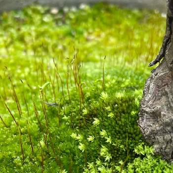 手間なしの画像 by わたのみさん | 小さな庭と苔 こけとふわふわと手間なしグリーンと苔の世界とつやつや✨と毎年 安定と葉を楽しむと手間なし