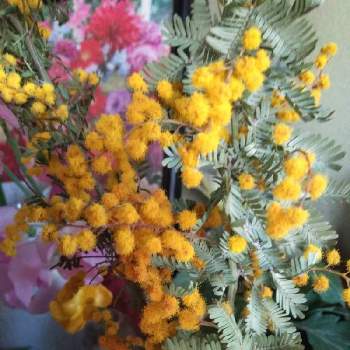 ミモザドライの画像 by 黒ねこさん | 玄関とGSの繋がりに感謝♡とミモザドライとGS3年生とはなのある暮らしと黄色の花と平和な日々を願いとギンヨウアカシア✩と黒にゃんこ隊
