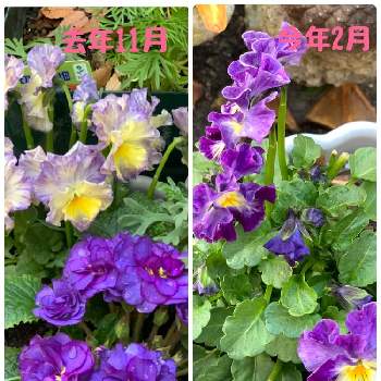 ヌーベル・ヴァーグの画像 by ミルポポさん | 小さな庭と春の寄せ植えとヌーベル・ヴァーグと色変わりビオラと愛しの紫