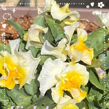 2月の画像 by Angelaさん | テラスとビオラとクリーム色と種まきと自家採種と冬の花と2月とおうち園芸と黄色の花