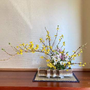 小菊の画像 by suihoさん | 玄関と金魚草と小菊とレンギョウと黄色い花と花いろいろといけばなと花のある暮らしとSいけばな