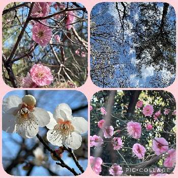 風が強いの画像 by ひろみさん | お出かけ先と 梅の花と近くの公園と愛しい命と風が強いと今日の一枚と今日の空と春を感じてとお気に入りです♬