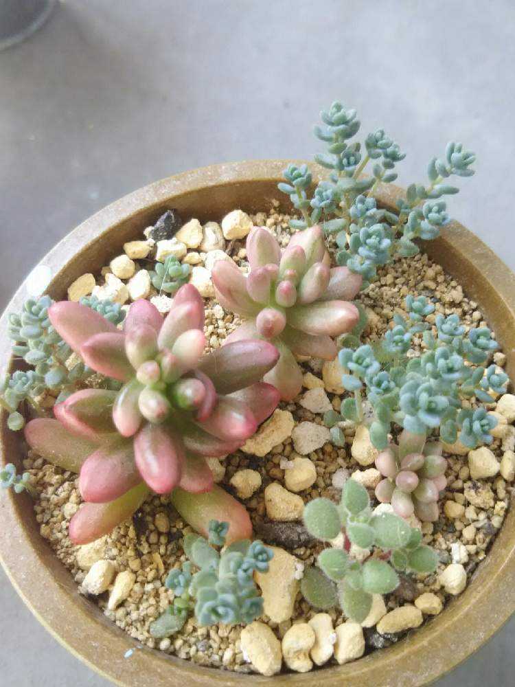 オーロラ 其の一｜🍀GreenSnap（グリーンスナップ）