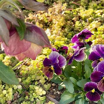 冬の庭の画像 by yossyさん | ビオラとビオラ　プラム&ピーチとビオラ・パンジーと冬の庭と冬の花と紫色の花とくつろぎの庭とアンティークカラーと季節の花とクリロー♪と花のある庭と色の変化