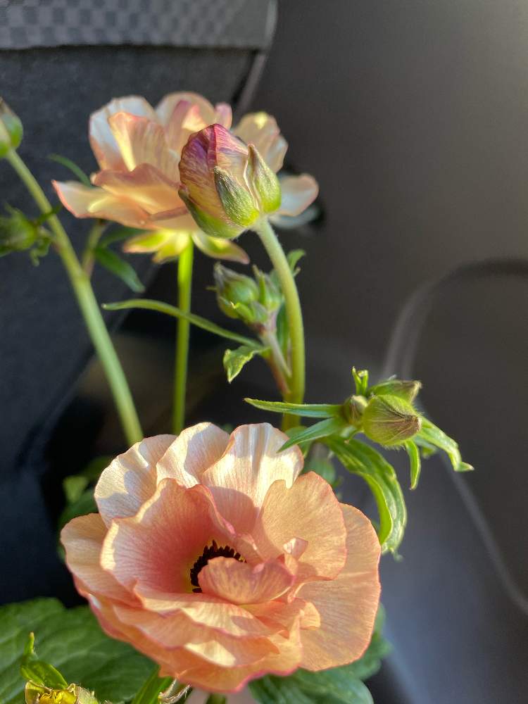 ヘスティアの投稿画像 By 苺香さん ラナンキュラスとラナンキュラスラックス 22月2月27日 Greensnap グリーンスナップ Greensnap グリーンスナップ