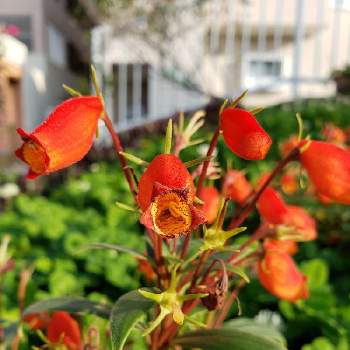 シーマニアの投稿画像一覧 Greensnap グリーンスナップ