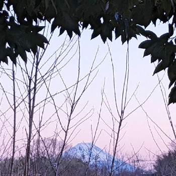 山々✽の画像 by 秋草さん | 広い庭とシラカシと山々✽とシラカシ✽と【額縁シリーズ】と春色✽