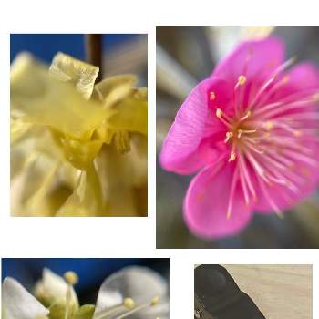 蝋梅の花の画像 by 撫子さん |  梅の花と蝋梅の花とマイクロレンズ♪と百均マイクロレンズ