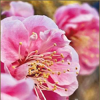 万葉集の画像 by ✴︎Ｃｈｉｅ✴︎さん | 紅梅と枕草子と一期一会.*✿と落葉高木とポカポカ陽気と良い香り♡と魅力的✩°｡⋆と花と風と…と山野草と満開と美しい樹木と早春の花と万葉集と中国原産と植物を愛でると優し咲きとバラ科サクラ属と可愛らしい♡と薬用植物とピンク色の花と全てに祈りを♪