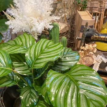 カラテアオルビフォリアの投稿画像一覧 Greensnap グリーンスナップ