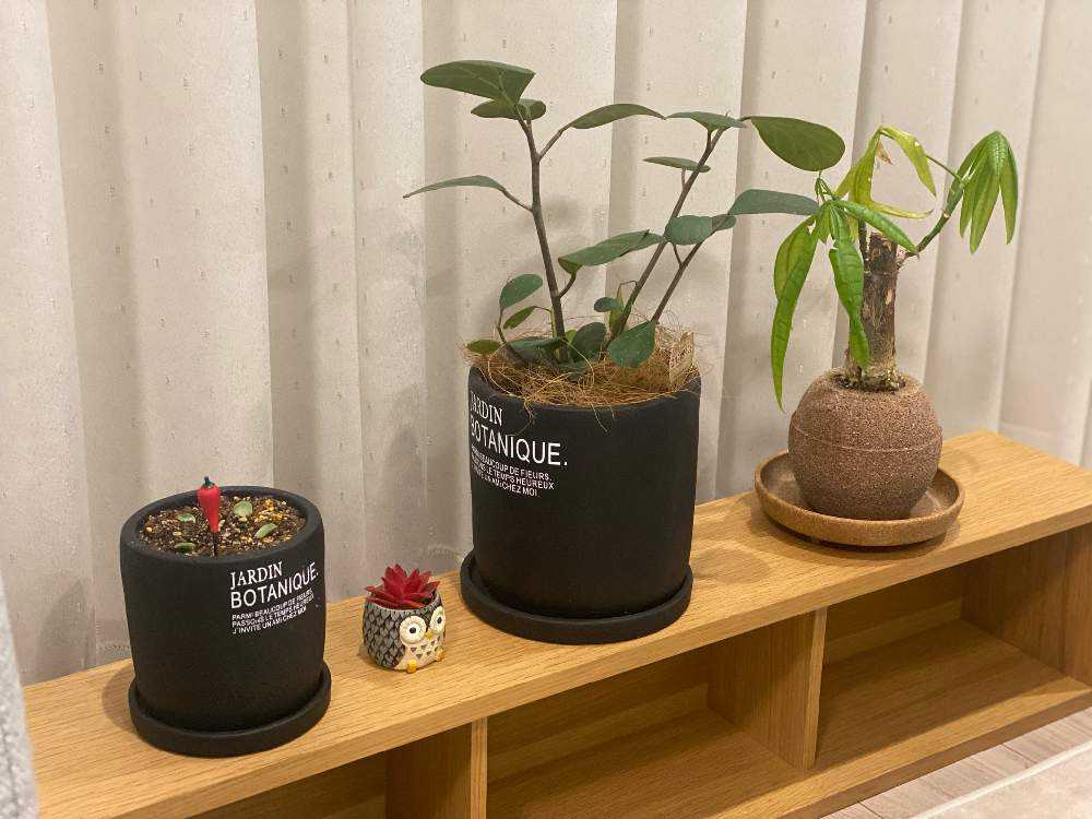 かっこいいの小判菩提樹 O Greensnap グリーンスナップ