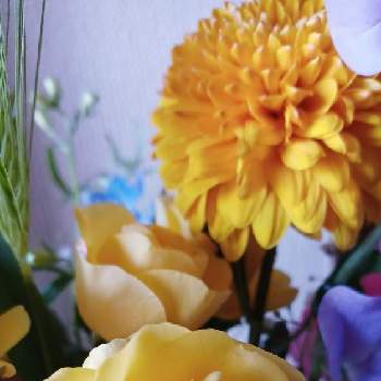 マムの画像 by mimozaさん | 部屋とマムとバラと㊗️チコさん200picと日曜ビタミンカラー♪と㊗️茶々のお庭さん3500picと㊗️アンナプルナさん600picと㊗️ゆめ☆さん900pic
