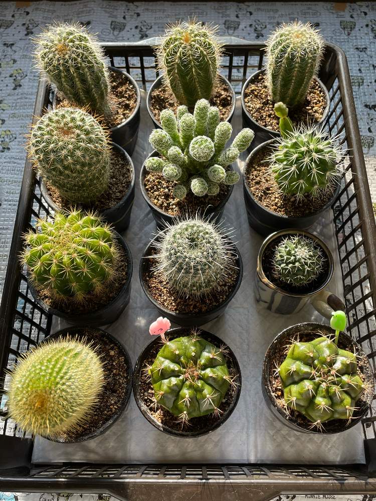 サボテンの投稿画像 By アロマティカスさん 部屋 22月2月27日 Greensnap グリーンスナップ Greensnap グリーンスナップ