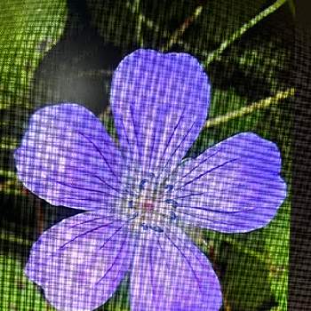 懐かしい花の画像 by クルリンさん | ハクサンフウロと北海道と小さな庭からと懐かしい花とチーム魔女っ子