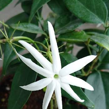 スタージャスミンの投稿画像一覧 Greensnap グリーンスナップ