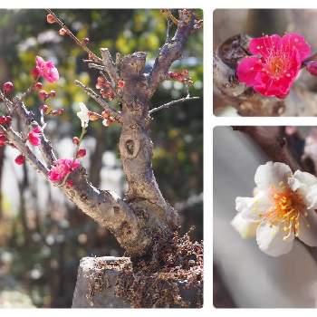 ２月の画像 by みっ木ーさん | 広い庭と四季の小径と花梅♪と季節のお花と花のある暮らしとみどりのある暮らしと花いろいろと２月