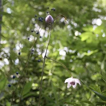 レンゲショウマの花の投稿画像一覧 Greensnap グリーンスナップ