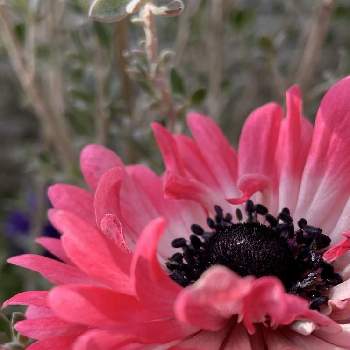 アネモネオーロラ。の画像 by shiiさん | エントランスと癒される♡とありがとう♡とマイガーデンと楽しそうとピンクのお花とアネモネ♡と花のある暮らしと大好き♡︎ʾʾとかわいいな♡とアネモネオーロラ。