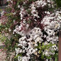 ハゴロモジャスミン,羽衣ジャスミン,白い花,今日のお花,お出かけ先の画像