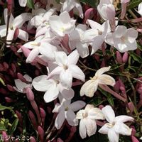 ハゴロモジャスミン,羽衣ジャスミン,白い花,今日のお花,お出かけ先の画像