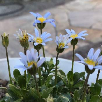 ブルーデージー アズールブルーの画像 by meru♡さん | 小さな庭とブルーデージー アズールブルーと春のお花と癒しとブルーデージー・アズールブルーとおうち園芸とブルーデージー♪と可愛いと花のある暮らしと青いお花