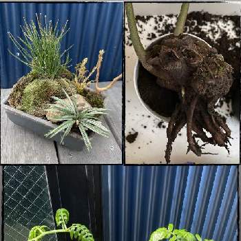 姫トクサの投稿画像一覧 Greensnap グリーンスナップ