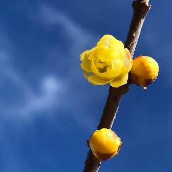 蝋梅の花の画像 by うめぽんさん | お出かけ先とロウバイと公園と黄色い花とロウバイの花　と蝋梅の花