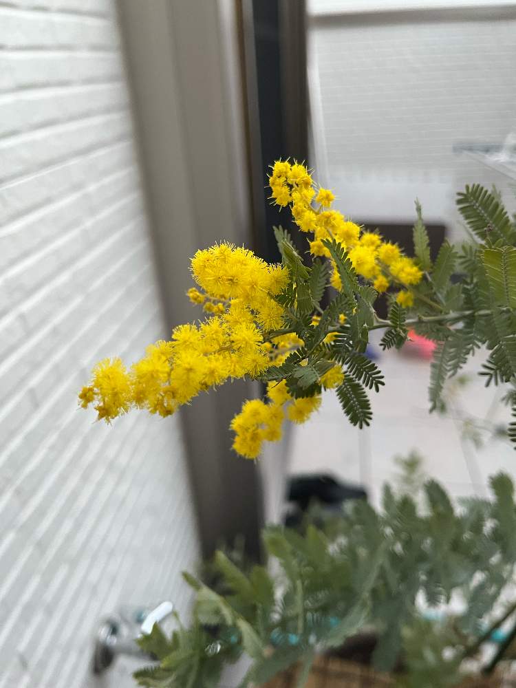 ミモザの投稿画像 By Ema Mamaさん バルコニー ベランダと花芽とグリーンのある暮らしとおうち園芸と鉢植え と花のある暮らしとグリーンと花芽とグリーンのある暮らしとおうち園芸と鉢植えと花のある暮らしとグリーン 22月2月28日 Greensnap グリーンスナップ