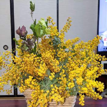 ミモザの花の画像 by はーちゃんさん | 部屋と可愛い❤とミモザの花ときいろの花と清々しい景色