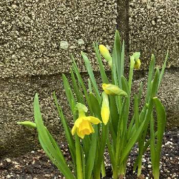 春の匂いの投稿画像一覧 Greensnap グリーンスナップ