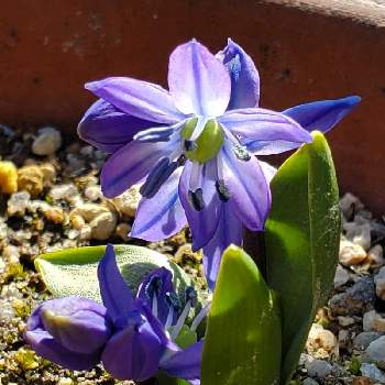 シラー属の投稿画像一覧 Greensnap グリーンスナップ