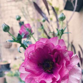 冬の庭の画像 by Junさん | 小さな庭とラナンキュラス ラックス ティーバとピンクの花と冬の庭と冬の花とおうち園芸と冬の花壇と花のある暮らし